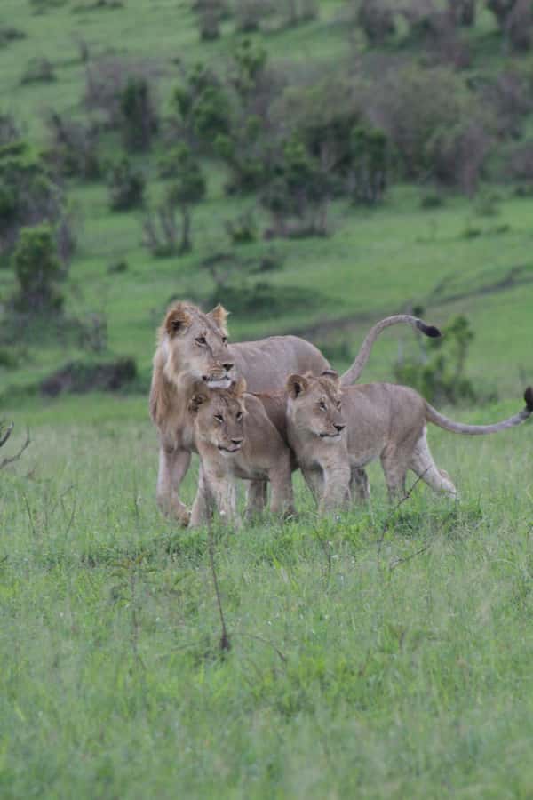 3 Days Maasai Mara Small Group Safari- Jambo Mara Lodge - Jambo Mara Lodge, Meals and Comfort You Can Count On