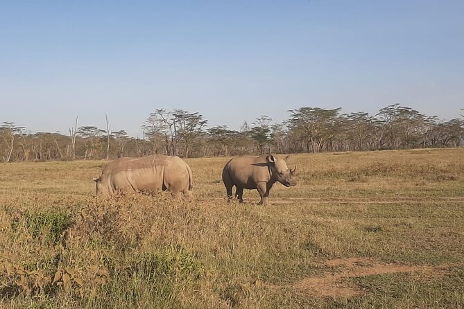 3-Days Maasai Mara unforgettable Adventure- Jeep Private Safari - Guides Like Kelvin, Alex, Alvin, and Jackson: Why “Spotting” Changes Everything