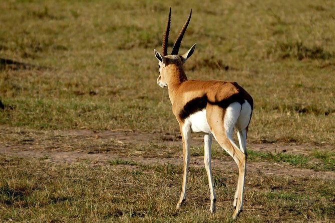 3 days Maasai Mara wildebeest migration safari - Getting from Nairobi area to the Mara, plus your first drive