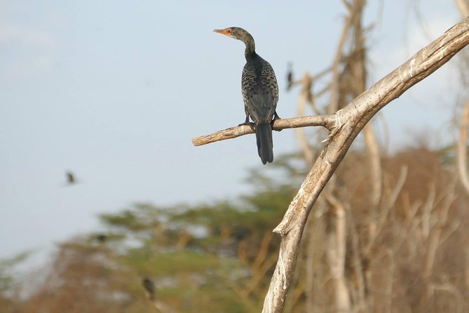 3 days Maasai Mara wildebeest migration safari - Day 3: early light, one last drive, then the long trip to Nairobi
