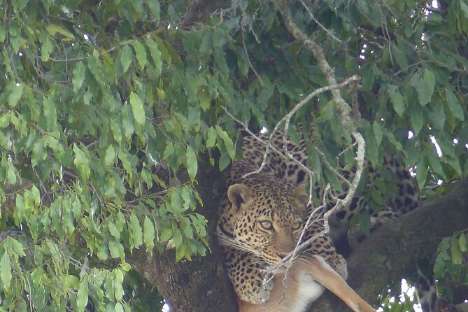 3 Days Magical Maasai Mara Private Tour - Day 1 afternoon game drive (16:00 to 18:30): big sightings start here