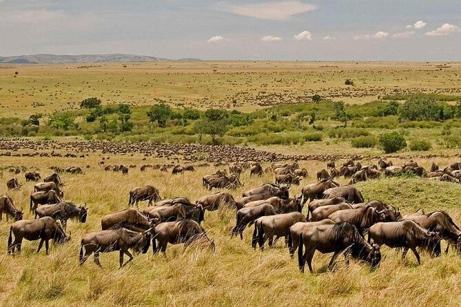 3 Days Mara Jambo Shared Safari Adventure - Nairobi to Maasai Mara: Great Rift Valley views and the Day 1 timing