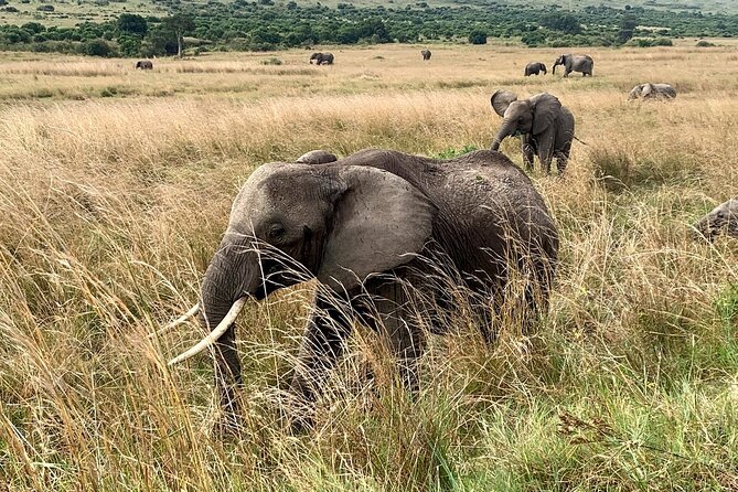 3 Days Mara Jambo Shared Safari Adventure - Jambo Mara Lodge and your meal setup: comfort after long drives