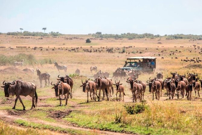3 Days Mara Jambo Shared Safari Adventure - Practical tips to make your 3 days smoother