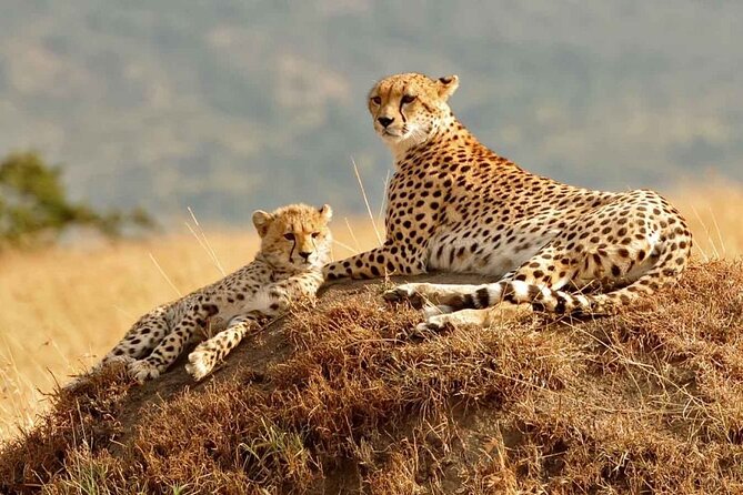 3 Days Mara Jambo Shared Safari Adventure - Day 2 in Masai Mara: full-day game drives, picnic lunch, and the Mara River focus