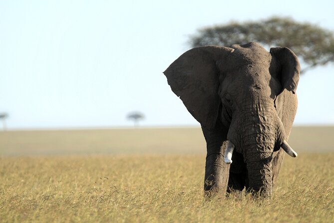 3-Days Masai Mara 4 x 4 Safari from Nairobi - Who should choose this 3-day Nairobi Maasai Mara safari, and what to watch