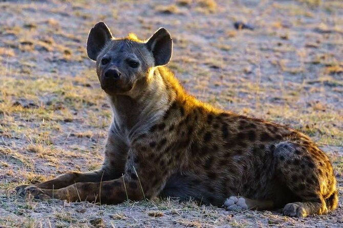 3-Days Masai Mara 4 x 4 Safari from Nairobi - Should you book this Nairobi to Maasai Mara 3-day safari?