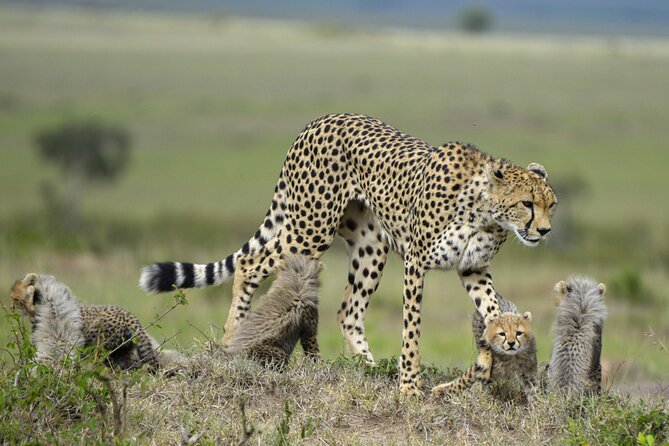 3-Days Masai Mara 4 x 4 Safari from Nairobi - Day 2: Full-day game drive, Mara River picnic, and an optional Maasai village visit
