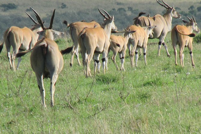 3 days Masai Mara - Day 3: Early morning game drive for fresh sightings, then back to Nairobi