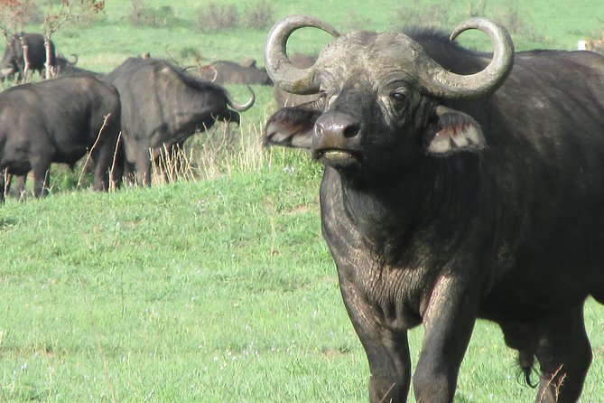 3 days Masai Mara - Pickup, tickets, and private-group comfort
