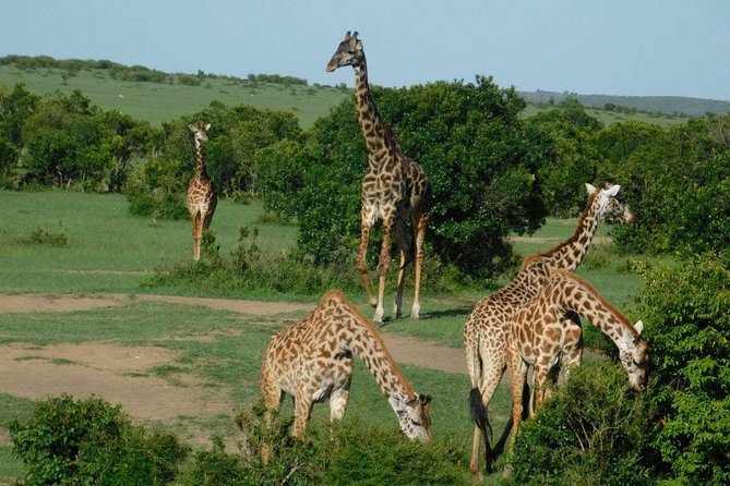 3 Days Masai Mara Budget Cruiser Shared Safari & Maasai Village - Key highlights worth clocking