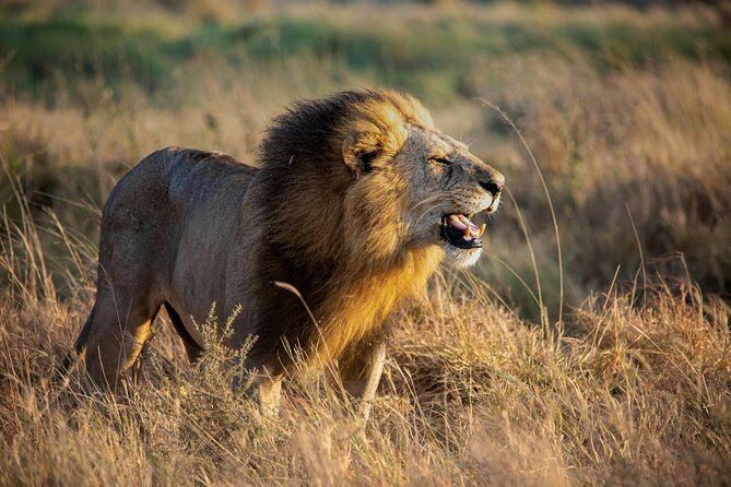 3 Days Masai Mara Budget Cruiser Shared Safari & Maasai Village - Rhino Tourist Camp and the meal plan that keeps you going