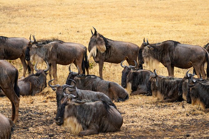 3 Days Masai Mara Budget Cruiser Shared Safari & Maasai Village - Price and logistics: the real cost of a safari in Maasai Mara