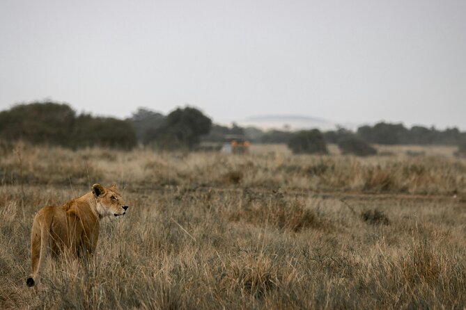 3 Days Masai Mara Budget Cruiser Shared Safari & Maasai Village - Who this 3-day shared safari fits best