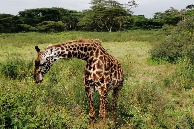 3 Days Masai Mara Budget Cruiser Shared Safari & Maasai Village - Day 2: Full day game drives and Big Five odds