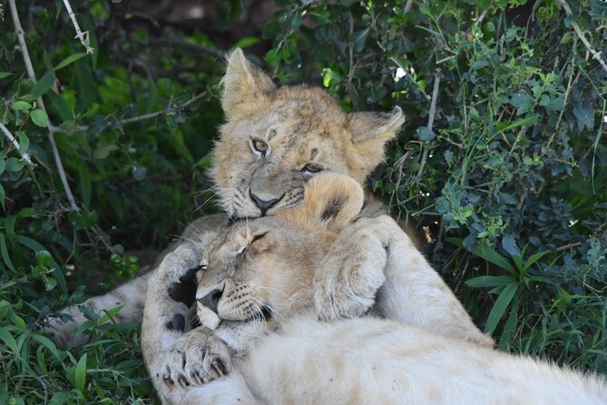 3 Days Masai Mara Camping Safari - Price and Value: What $700 Covers, and What to Double Check