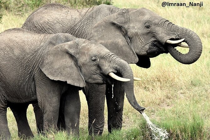 3 Days Masai Mara Camping Safari - Day 1: First Game Drive, Big Cat Search, and Camping Night