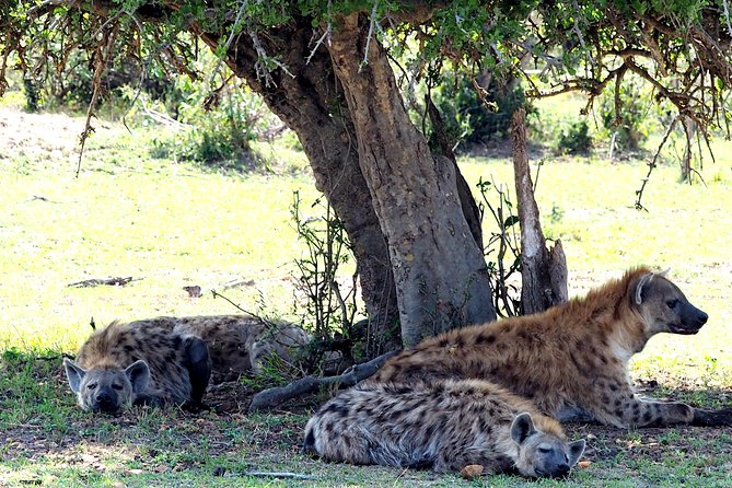 3 Days Masai Mara Camping Safari - Day 2: The 06:30 Morning Drive, Chai or Kahawa, Then Another Safari Window