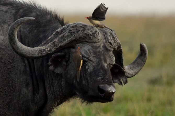 3 Days Masai Mara Camping Safari - Optional Masai Village Visit, Plus the Sunset Drive That Closes the Day