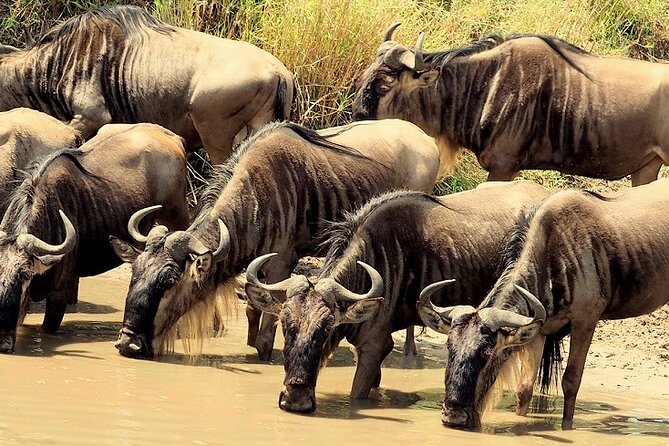 3 Days Masai Mara Camping Safari - Getting There: The Nairobi Start and Rift Valley Transfer