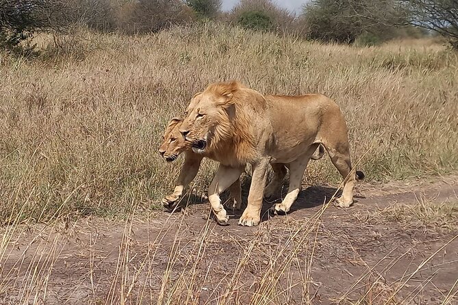 3 Days Masai Mara Experience - Key highlights to look for