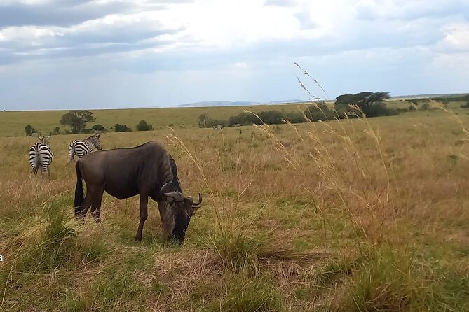 3 Days Masai Mara Experience - Nairobi pickup, Rift Valley viewpoint, and the drive that sets the tone