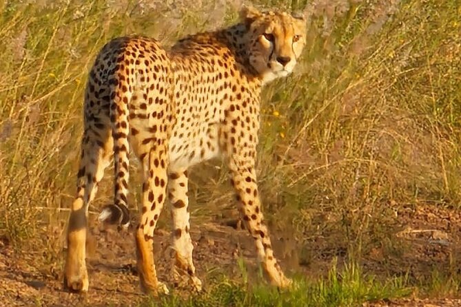 3 Days Masai Mara Experience - Price and logistics: what your $990 covers, and what to budget separately