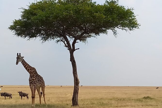 3 Days Masai Mara Experience - Day 1 in Masai Mara: camp lunch, check-in break, and your first evening drive