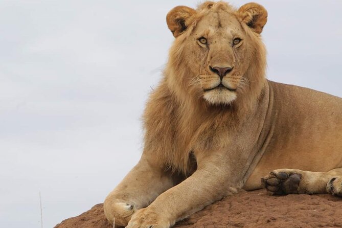 3 Days Masai Mara Flight Safari - A 3-Day Flight Safari From Mombasa to Masai Mara