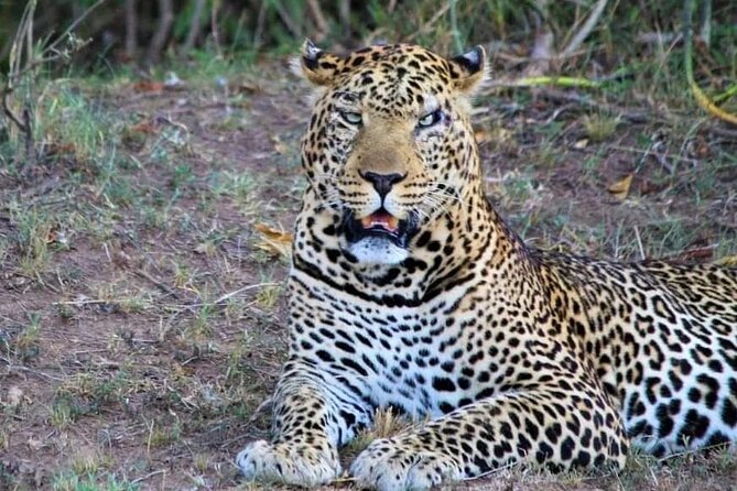 3 Days Masai Mara Flight Safari - Day 2: choosing morning and afternoon drives or a full-day picnic option