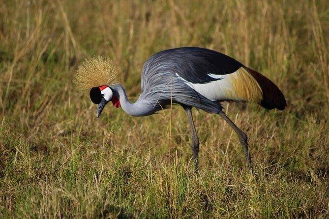 3 Days Masai Mara Flight Safari - Day 3: breakfast, your last game drive, then flight back to Mombasa