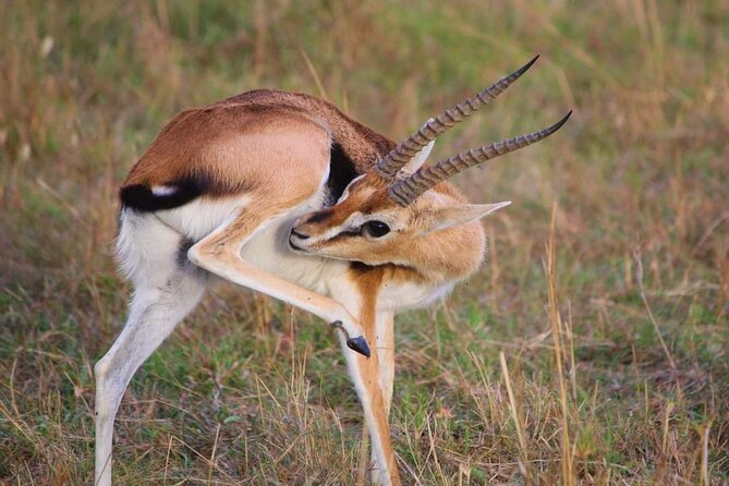 3 Days Masai Mara Flight Safari - From 6:00 am pickup to the airstrip: how the day 1 start really works