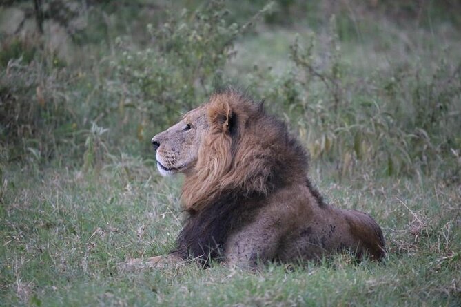 3 Days Masai Mara Group Budget safari in 4x4 Jeep Daily Tour - Why Masai Mara’s Plains Work So Well on a 3-Day Trip