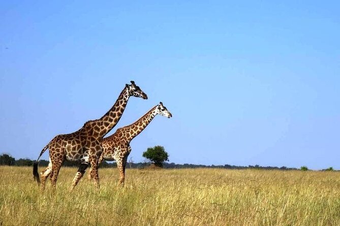 3 Days Masai Mara Group Budget safari in 4x4 Jeep Daily Tour - Day 2 Full-Day Game Drive After 6:00am Breakfast