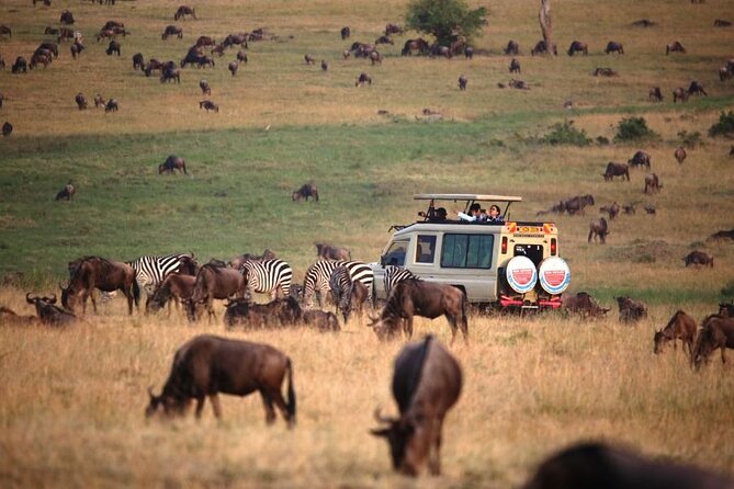 3 Days Masai Mara Group Budget safari in 4x4 Jeep Daily Tour - Guides You Might Meet: Driving Skill, Safety, and Animal-Spotting