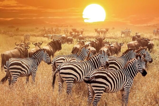 3 Days Masai Mara Group Budget safari in 4x4 Jeep Daily Tour - A Real-World Look at the Group Format (Capped at 100)