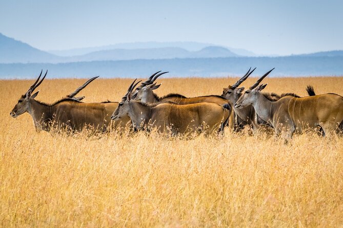 3 Days Masai Mara Group Joining Safari - Who this safari is best for, and who might want a different style