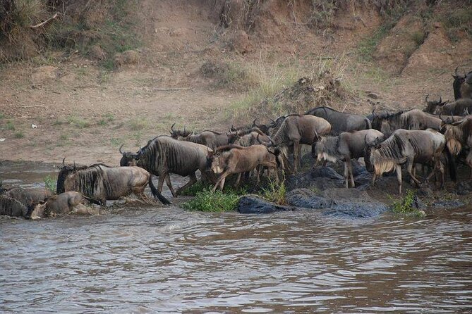 3 Days Masai Mara Group Joining Safari - Day 1 in Masai Mara, check-in lunch and a first wildlife hit