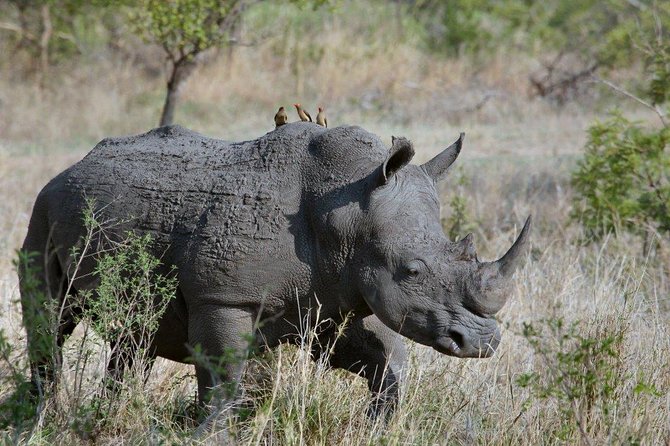 3 Days Masai Mara Joining Tour - Key highlights at a glance