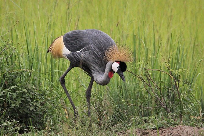 3 Days Masai Mara Joining Tour - How the tour handles logistics, timing, and the real pace of safari