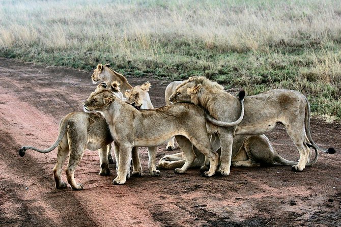 3 Days Masai Mara Joining Tour - Who this 3-day joining safari fits best