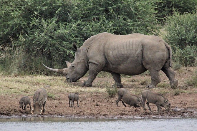 3 Days Masai Mara Joining Tour - Your Day 1: arriving with lunch, then a full afternoon game drive