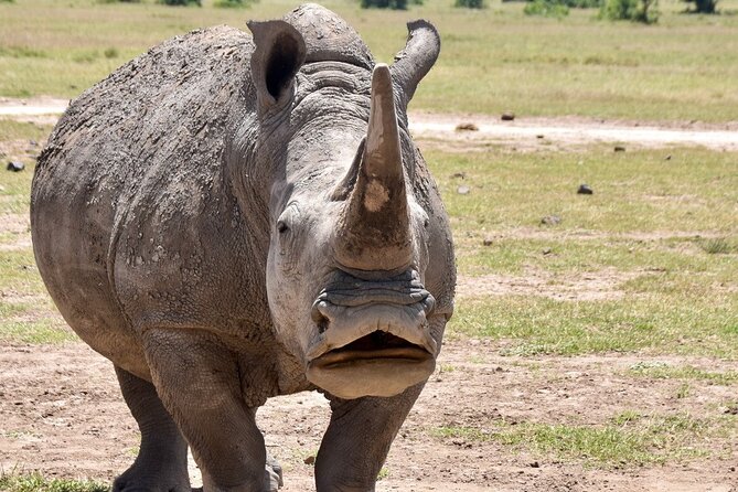 3 Days Masai Mara Luxury Safari - Why Masai Mara feels like a real wildlife magnet