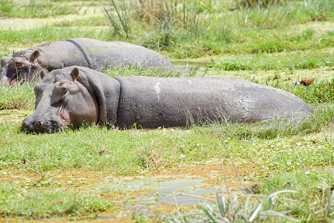 3 Days Masai Mara National Reserve Safari - Price and value: is $700 reasonable for a 3-day private safari?