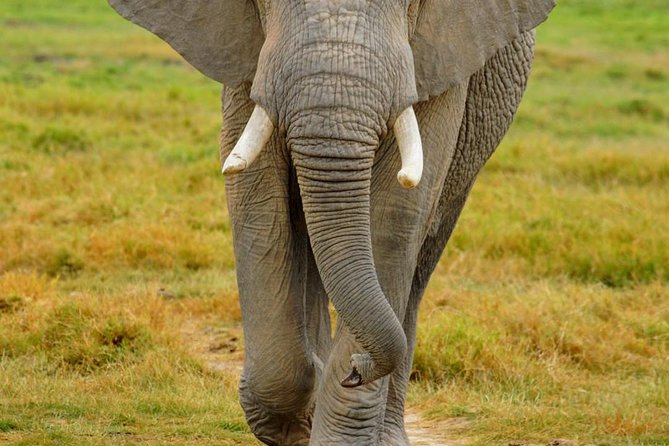 3 Days Masai Mara National Reserve Safari - Who should book this safari, and who should reconsider
