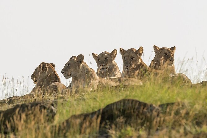 3 days Masai Mara on Private 4x4 Land Cruiser - Day 2 in the Mara: unlimited game drives and the Big Five hunt