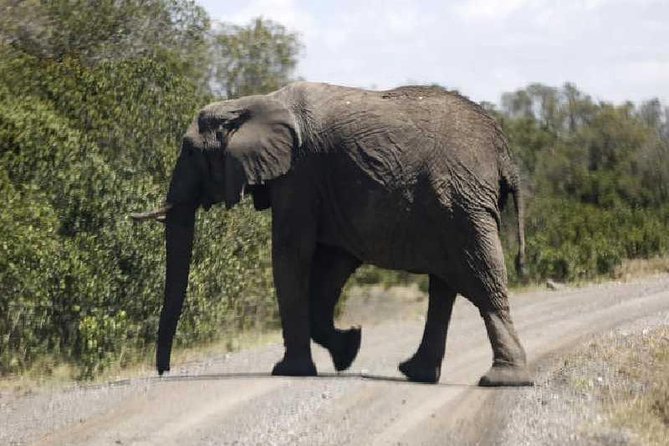 3 Days Masai Mara Private Safari at Sopa Lodge from Nairobi - First evening game drive: 4 to 6 pm is a good bet