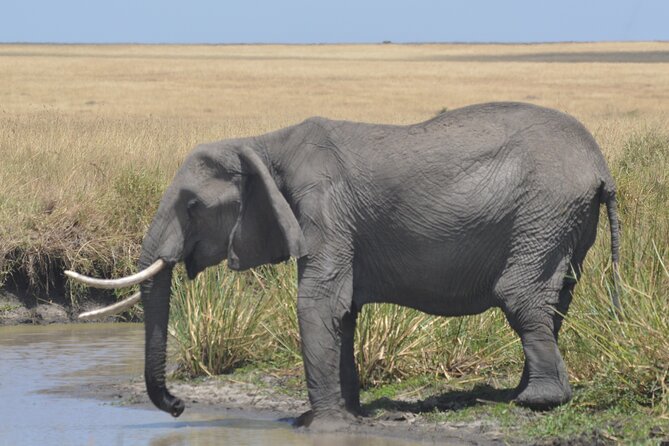 3-Days Masai Mara Rhythms Safari - Key highlights you will actually care about