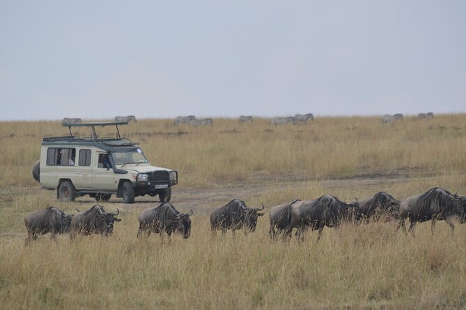 3-Days Masai Mara Rhythms Safari - Day 1: Nairobi to Maasai Mara, Rift Valley views and an evening Big Five hunt