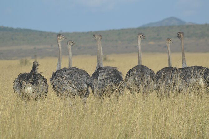 3-Days Masai Mara Rhythms Safari - Day 2 drawback to consider: expect long hours and constant scanning